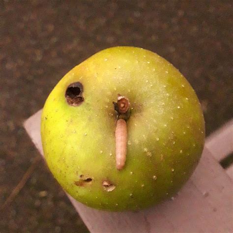 Apple Worm .